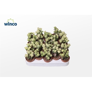 Crassula Perforata Variegata