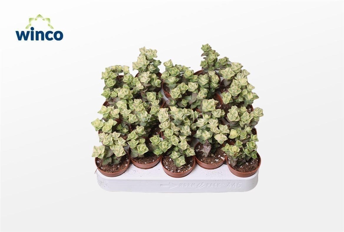 Crassula Perforata Variegata