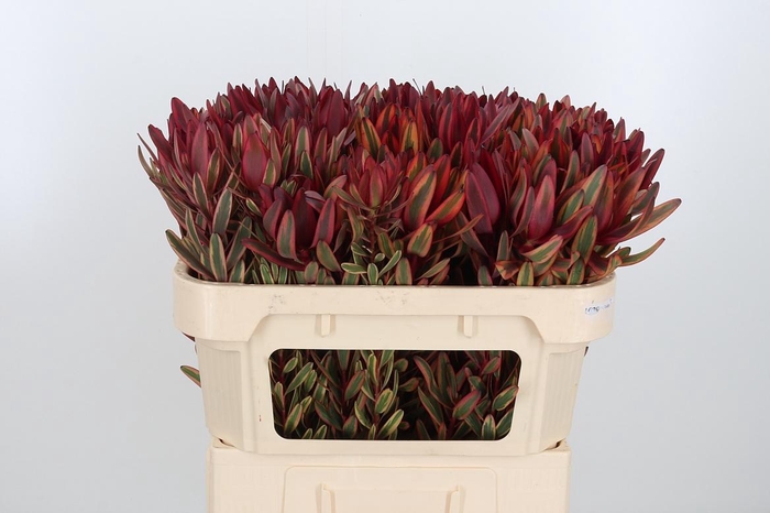 <h4>Leucad Jester</h4>