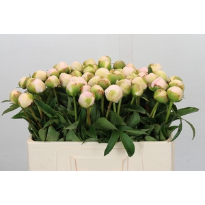 Paeonia Lact.  Chiffon Parfait