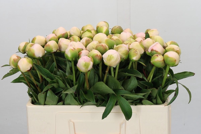 <h4>Paeonia Lact.  Chiffon Parfait</h4>