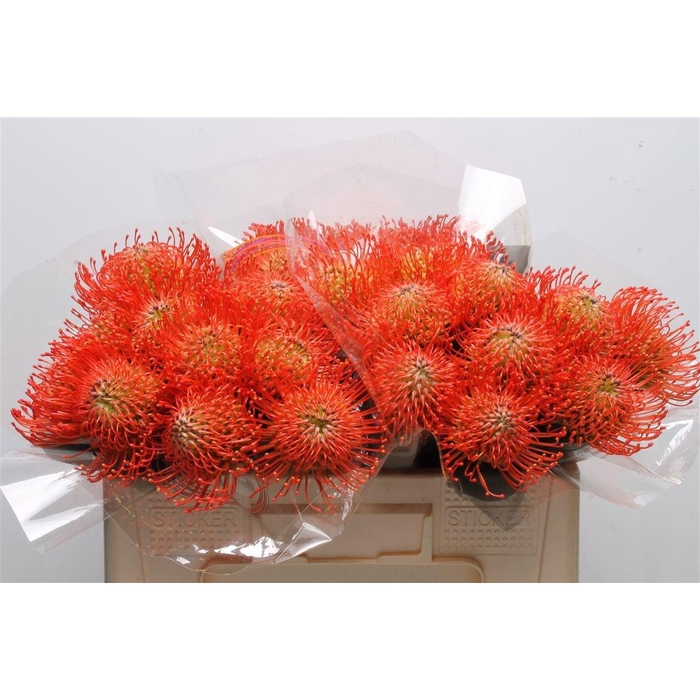 <h4>Leuco Co Succession</h4>