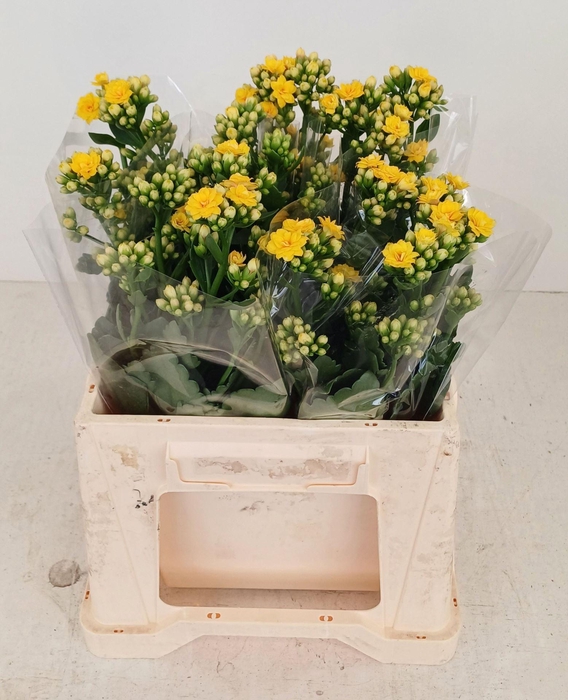 <h4>KALANCHOE BLAZING YELLOW MEADOW</h4>