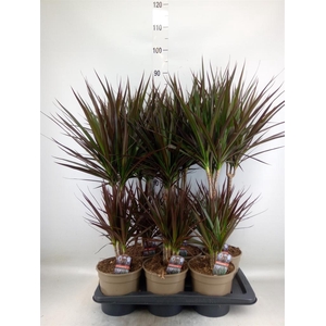 Dracaena marg. 'Magenta'