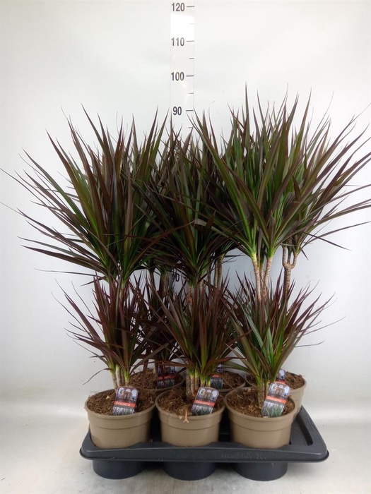 <h4>Dracaena marg. 'Magenta'</h4>