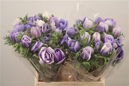 <h4>Anem Mistral Azzuro Blue Super</h4>