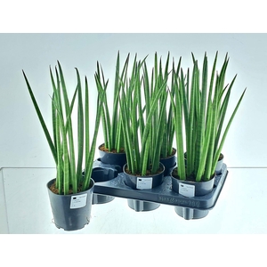 SANSEV CYLINDRICA OV