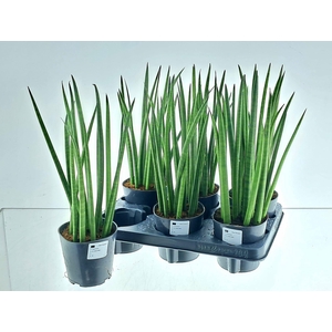 SANSEV CYLINDRICA OV