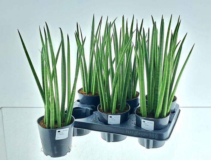 <h4>SANSEV CYLINDRICA OV</h4>