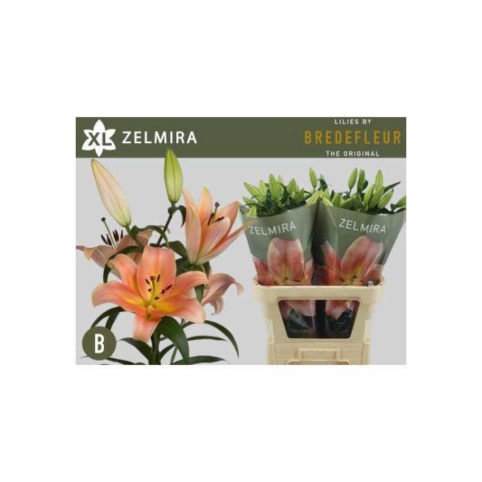 <h4>Li Ot Zelmira</h4>