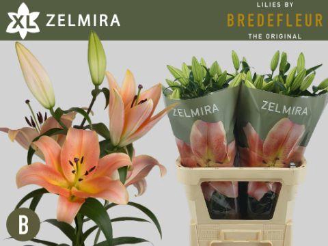 <h4>LI OT ZELMIRA 5+</h4>
