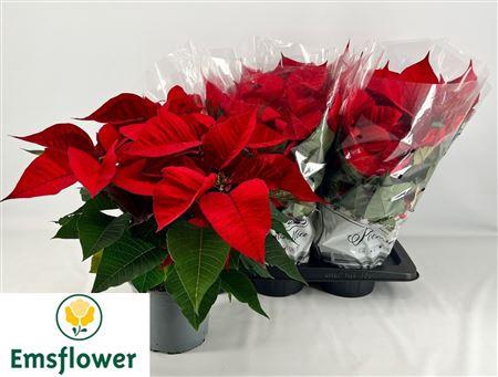 <h4>Euphor P Chr F Red ** 17cm Pot **</h4>