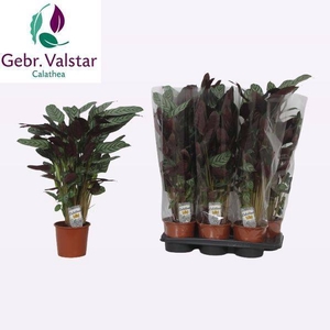 Ctenathe setosa Compactstar 17Ø 70cm