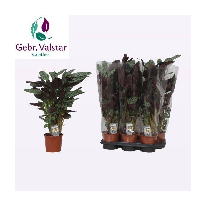 <h4>Ctenathe setosa Compactstar 17Ø 70cm</h4>