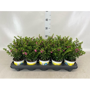 Cuphea hyssop. 'Floriglory'