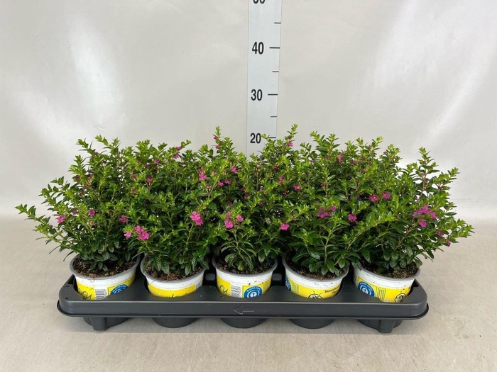 <h4>Cuphea hyssop. 'Floriglory'</h4>