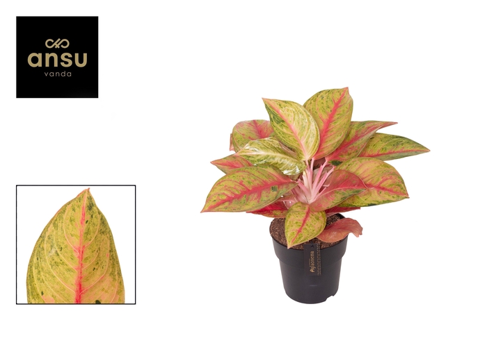<h4>Aglaonema Gala Red</h4>