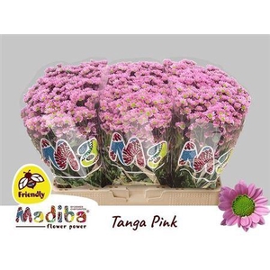 Chr S Madiba Tanga Pink