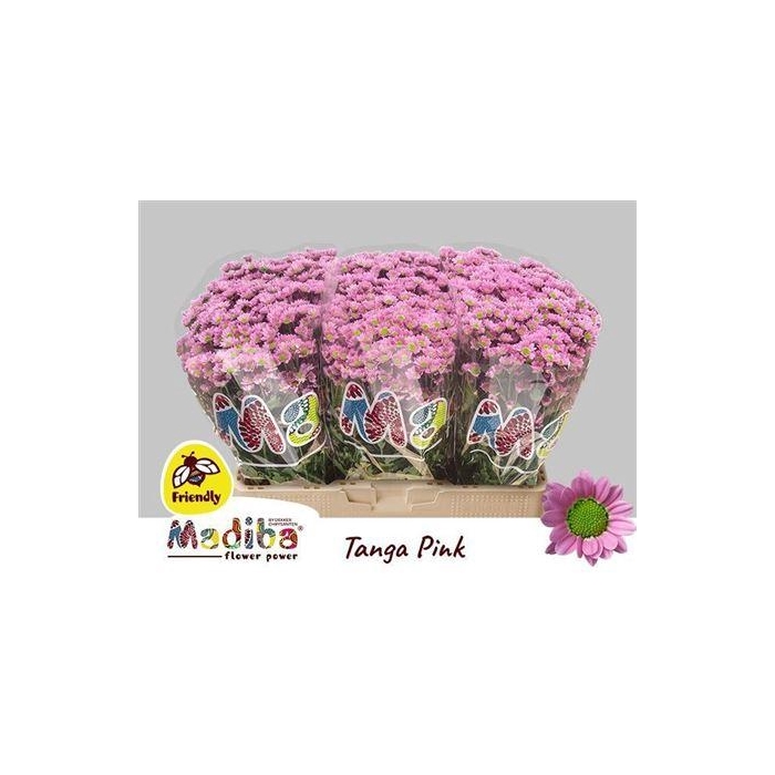 <h4>Chr S Madiba Tanga Pink</h4>