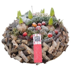 PTHCH6742 Arrangement Hyacint Christmas in houten pot