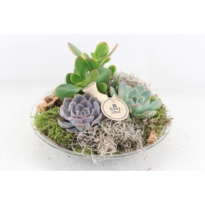 arr2 PL - Glas schaal 27cm Eche. x2
