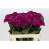 Dahlia Purple Fox