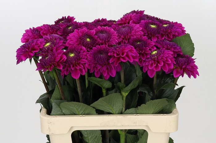 Dahlia Purple Fox