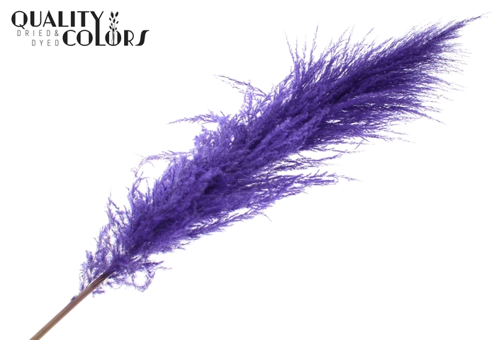Pampas Grass ± 175cm p/pc in poly Purple