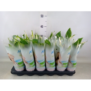Spathiphyllum  'Chopin'