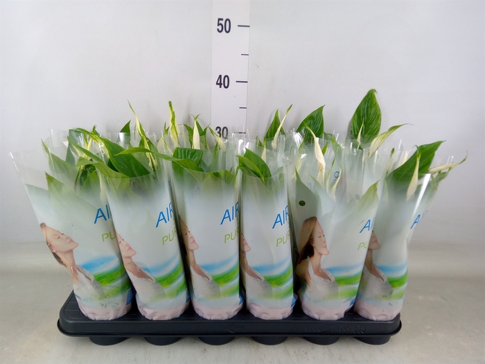 <h4>Spathiphyllum  'Chopin'</h4>