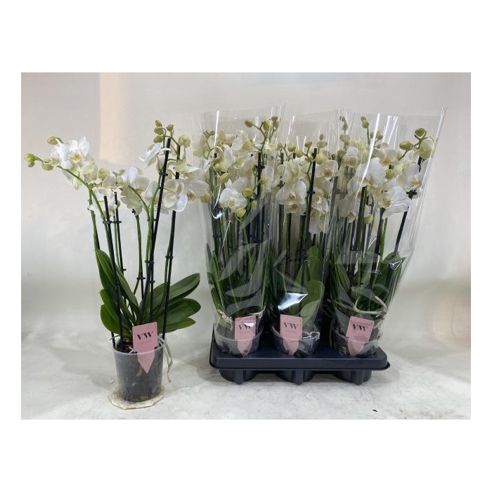 <h4>PHAL AN INVERNESS</h4>