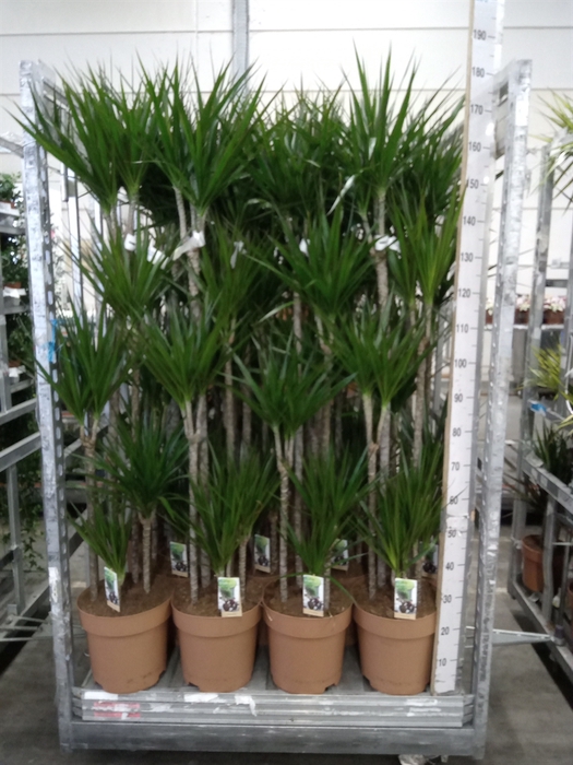 <h4>Dracaena marg.</h4>