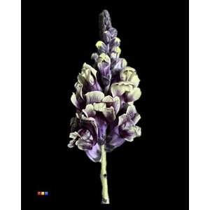 Antirrhinum Purple Fresh