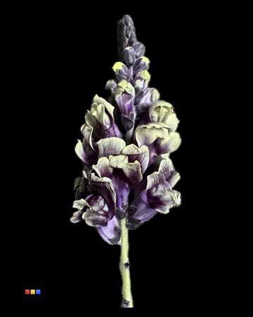 <h4>Antirrhinum Purple Fresh</h4>