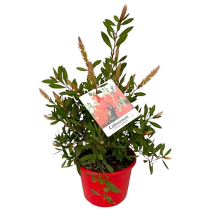 CALLIS CI SPLENDENS