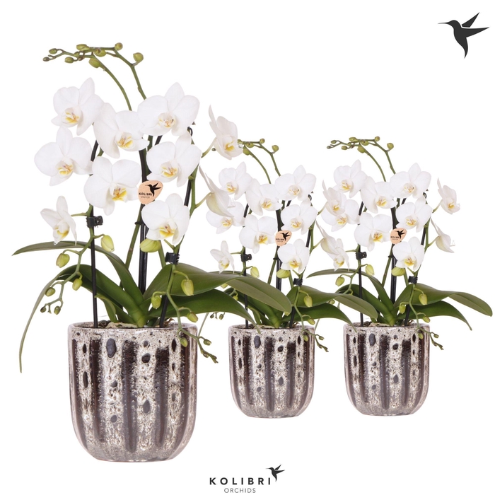<h4>Kolibri Orchids Phalaenopsis Cascade Niagara Fall white 2 spike in Soul pot</h4>