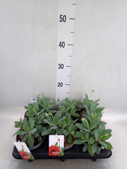 <h4>Senecio   ...</h4>