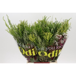 BQ Cape Greenmix