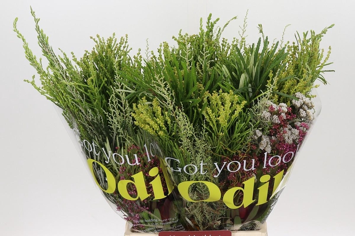 <h4>BQ Cape Greenmix</h4>