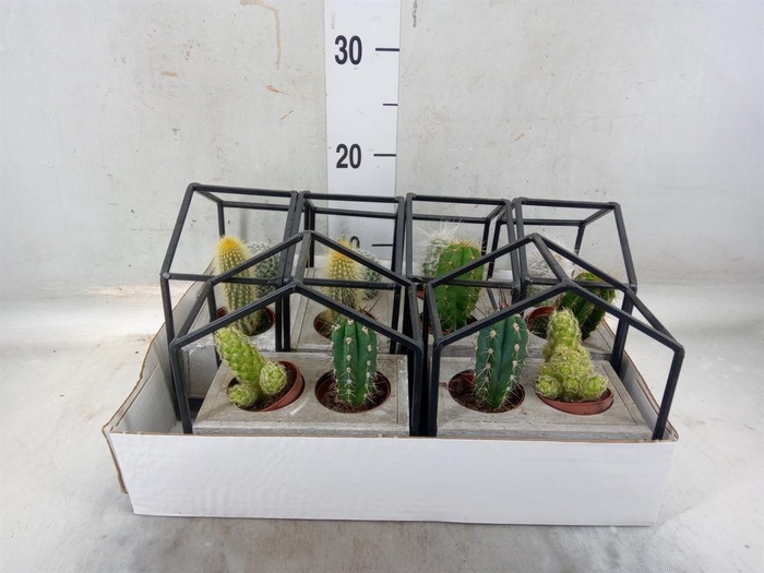 <h4>Cactus   ...</h4>