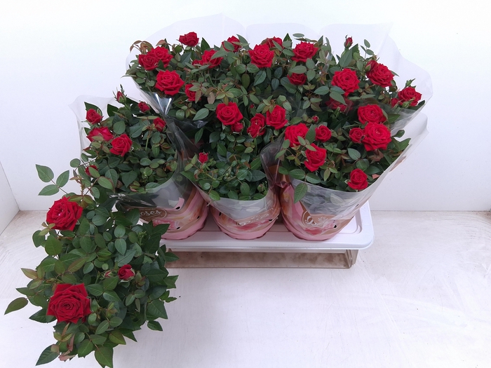<h4>RO FAV RO RED</h4>