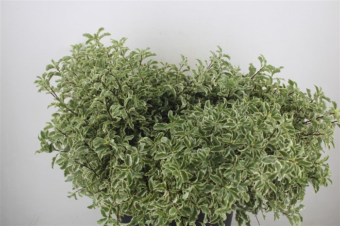 <h4>Pitto Nigra 150gr P Bunch</h4>