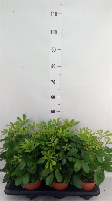 <h4>Schefflera arbor. 'Nora'</h4>