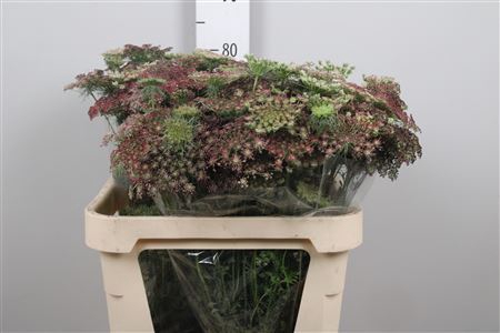 <h4>Daucus carota 'Dara'</h4>