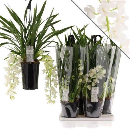 <h4>Cymb Ice Cascade 3 Branches</h4>