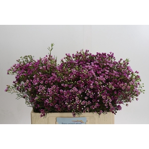 Chamelaucium Jupiter