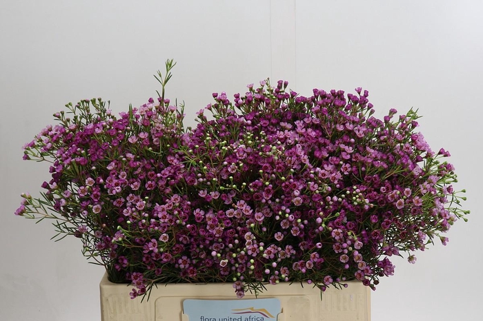 <h4>Chamelaucium Jupiter</h4>