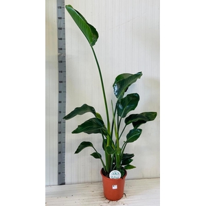 STRELITZIA NICOLAI