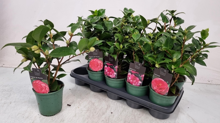<h4>CAMELLIA JAPONICA</h4>