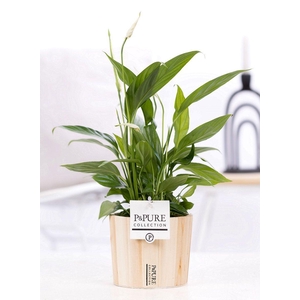 Spathiphyllum Korto in P&PURE Wood 5